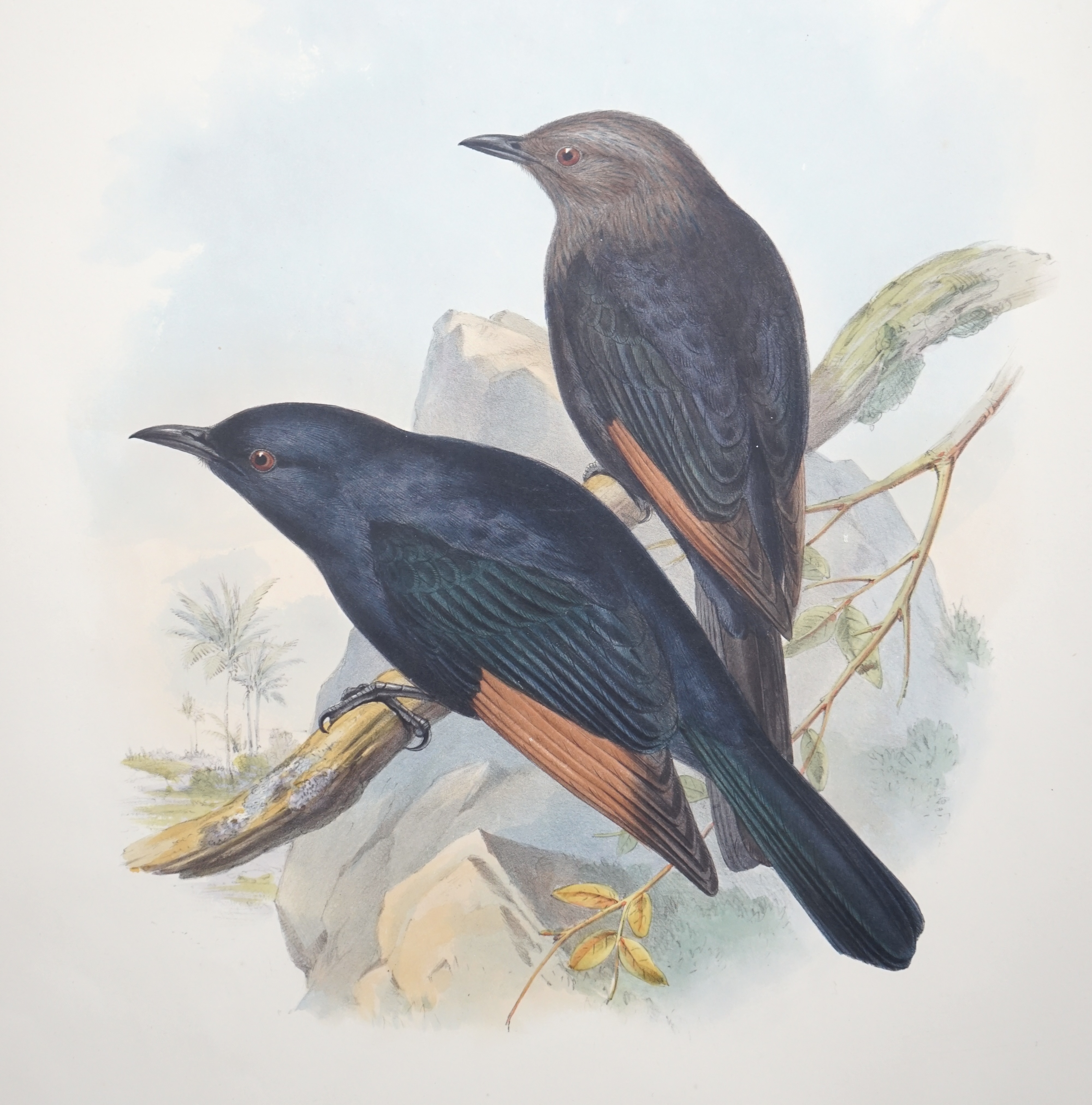 Walter & Cohn after Wolf and Richter (John Gould), 24 hand coloured lithographs from Gould's Birds of Great Britain, lithographs with hand-colouring on wove paper, 55 x 36cm, unframed and unmounted